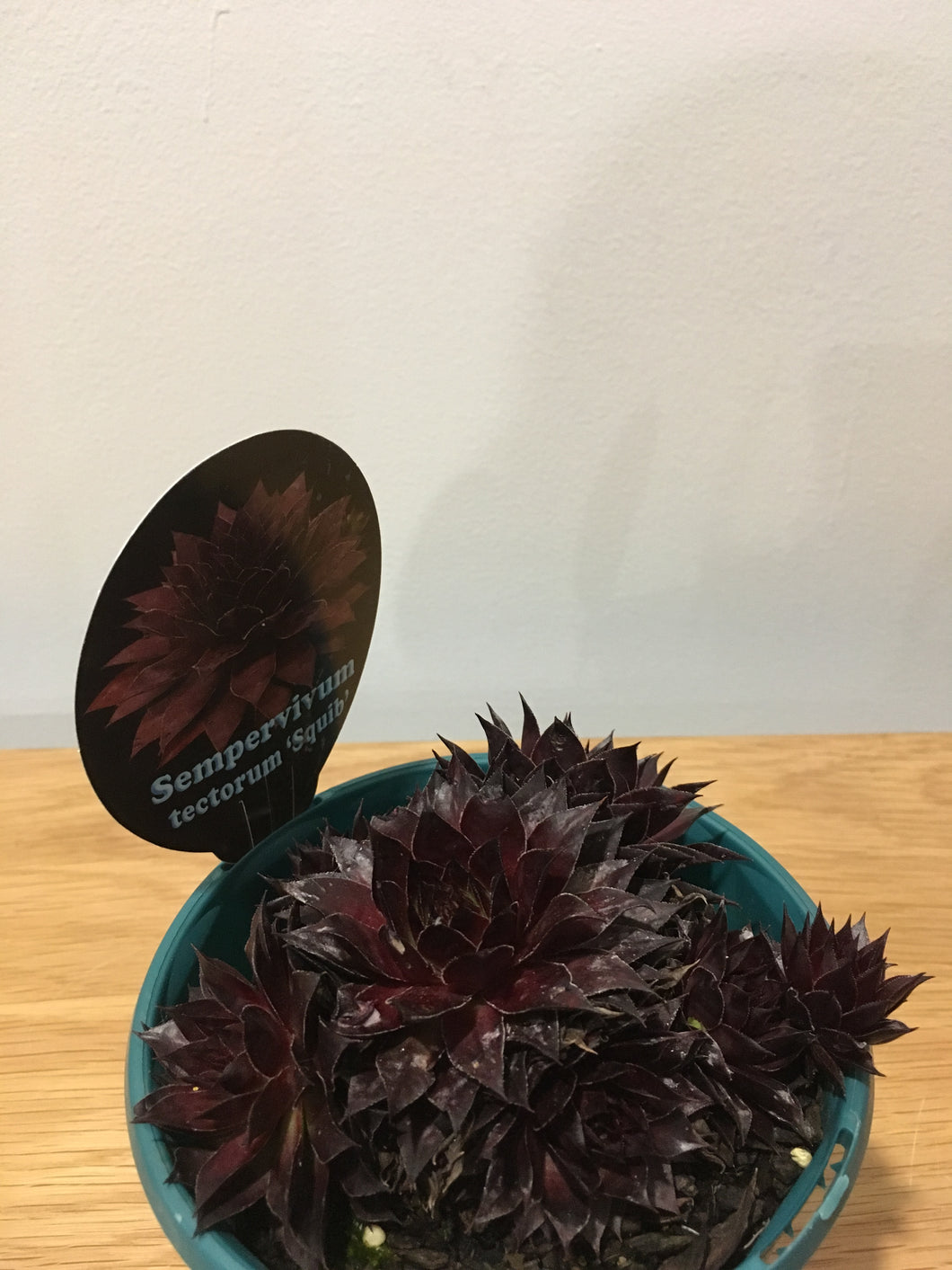 Sempervivum tectorum Squib in 13cm pot