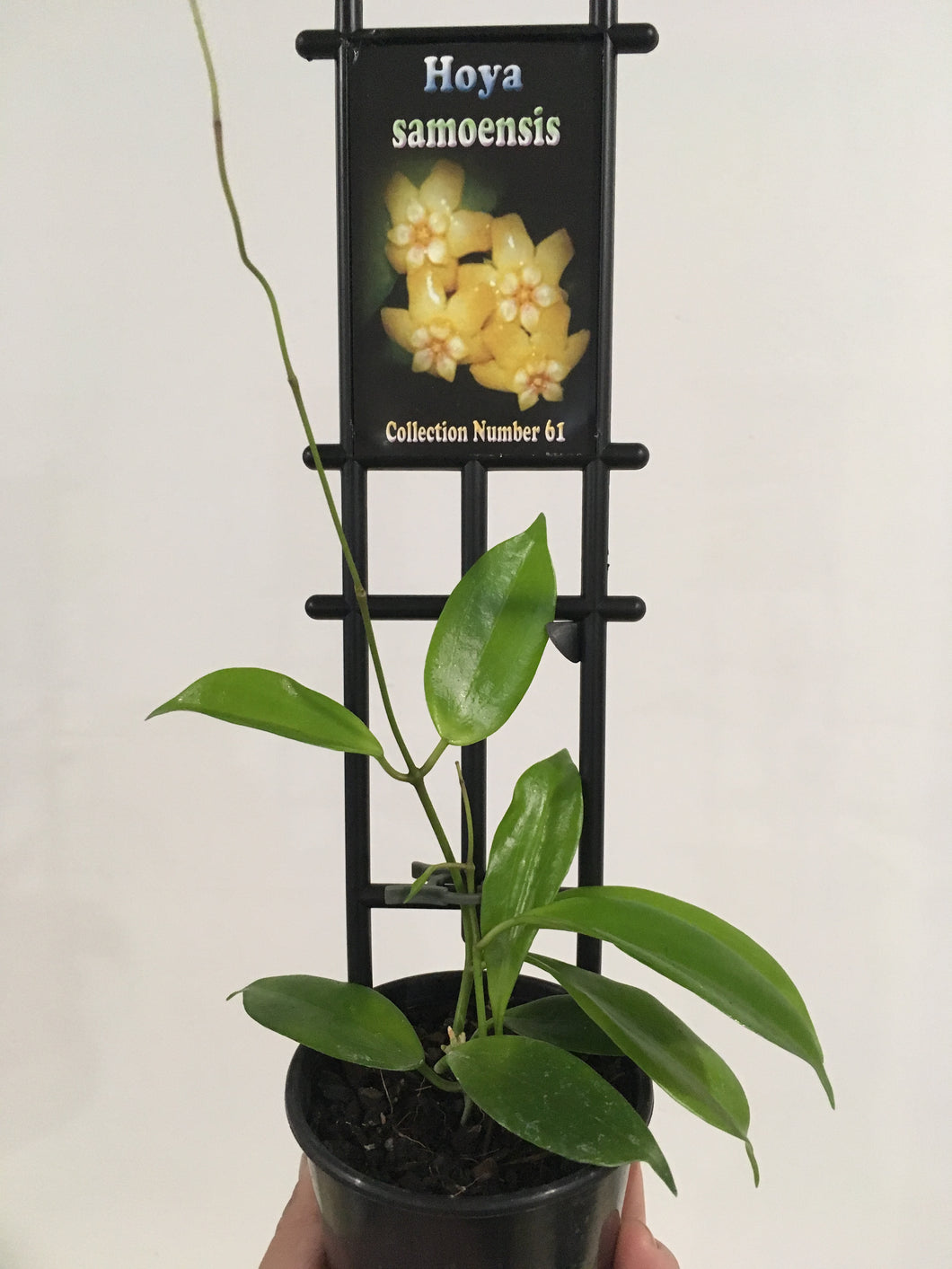 Hoya samoensis in 8cm pot