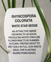 Load image into Gallery viewer, Water plant - White Star Sedge in 14cm pot
