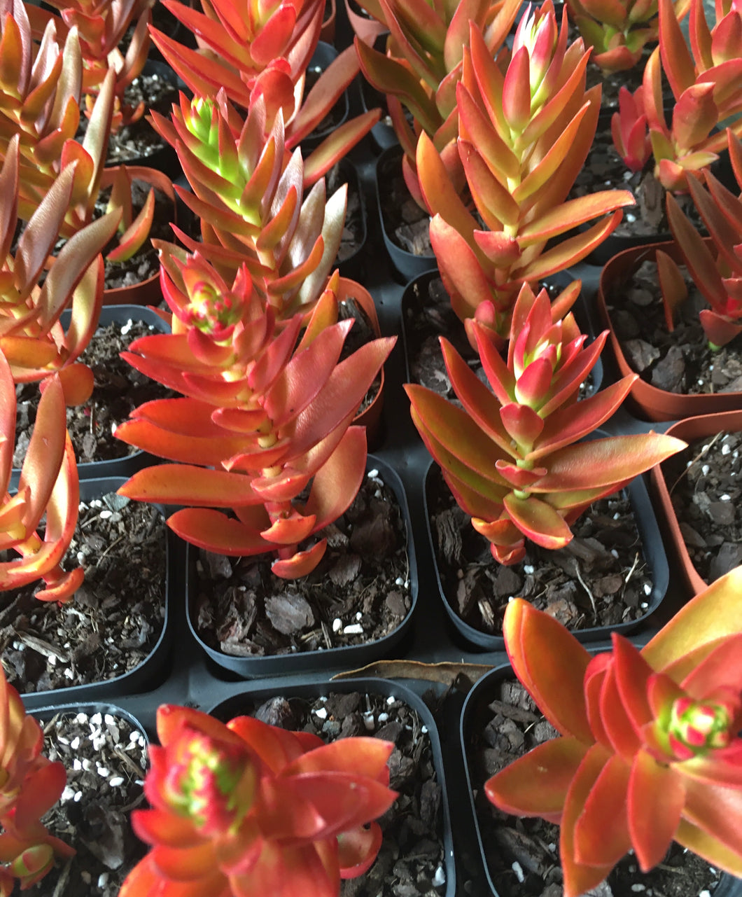 Crassula capitella campfire in 7cm pot
