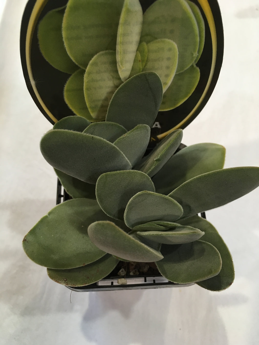 Crassula Dubia in 7cm pot