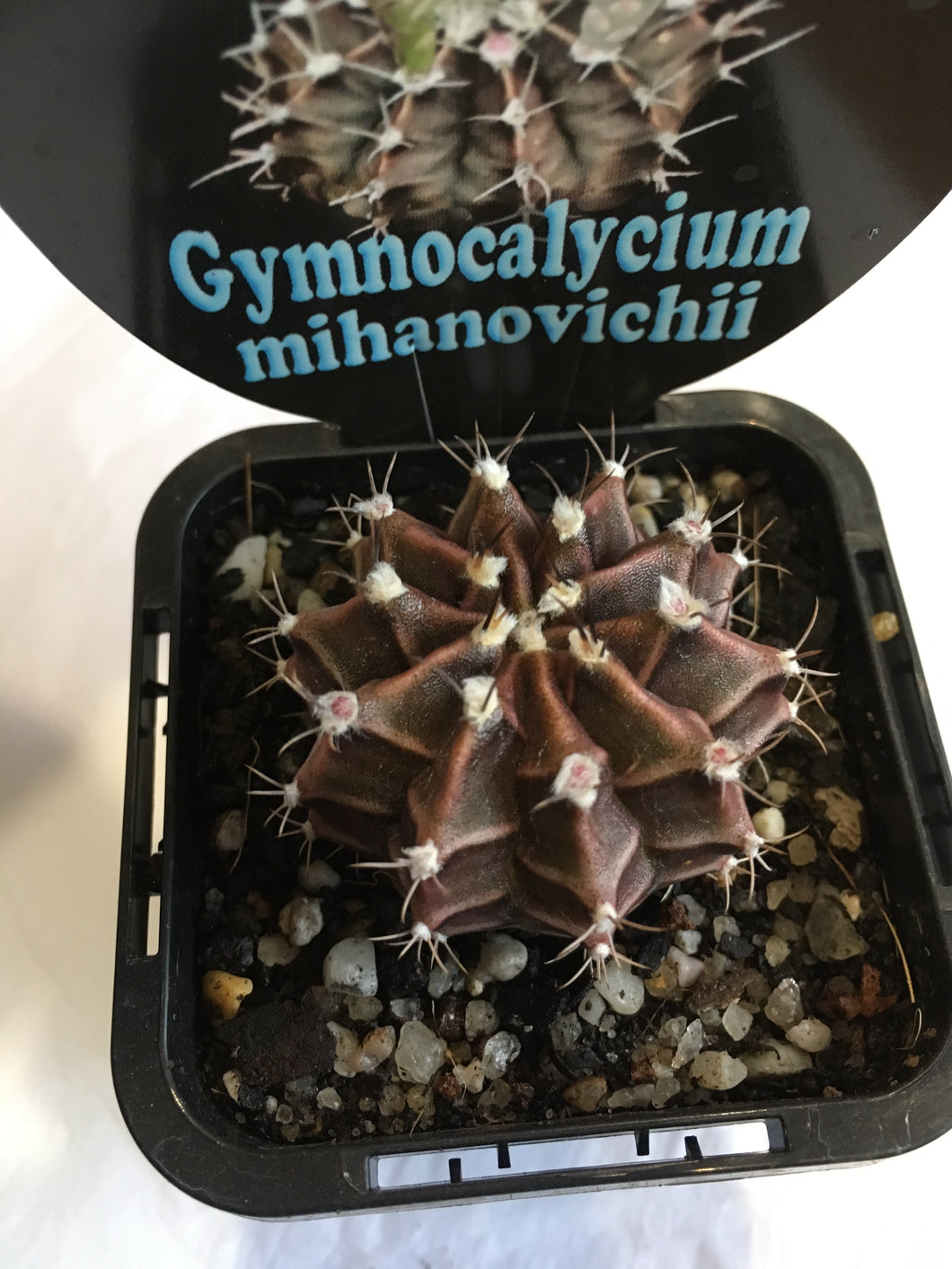 Gymnocalycium mihanovichii in 7cm pot
