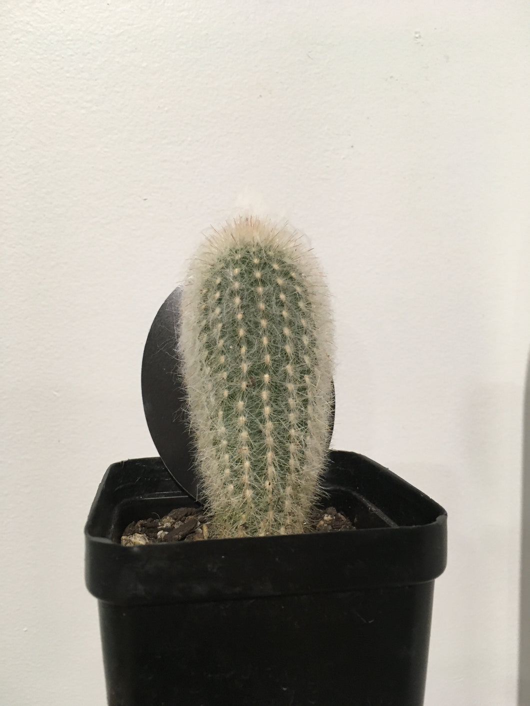 Espostosa lanata in 10cm pot