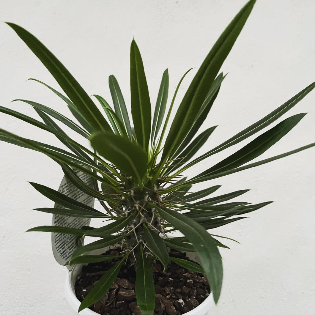 Pachypodium lamerei in 13cm pot