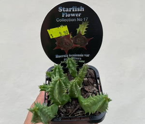 Starfish plant - Huernia keniensis var grandiflora