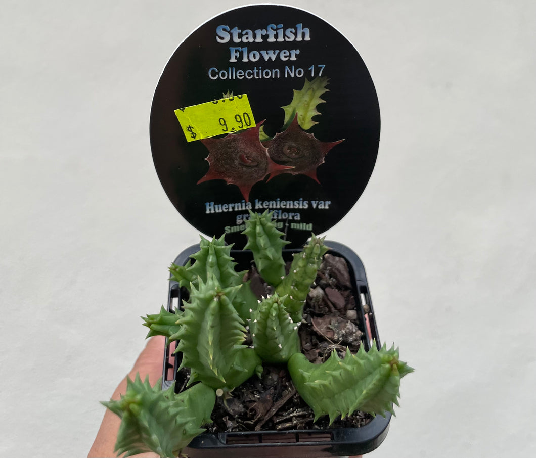 Starfish plant - Huernia keniensis var grandiflora