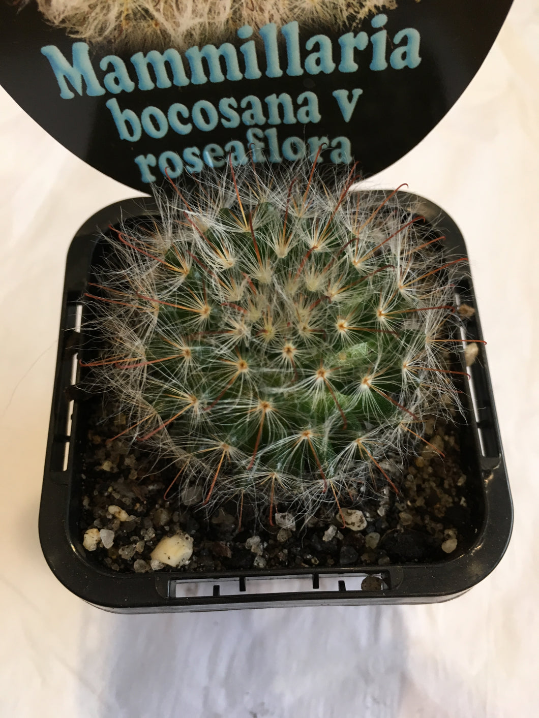 Mammillaria bocosana v roseaflora in 7cm pot