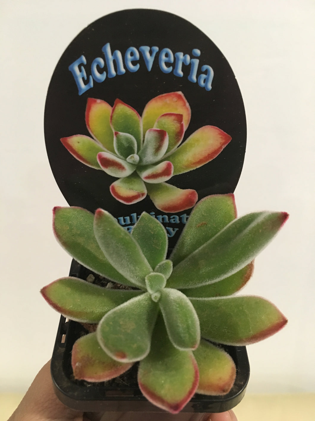 Echeveria pulvinata Ruby in 7cm pot