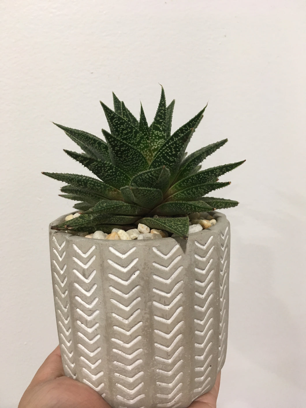 Haworthia in 8cm cement pot