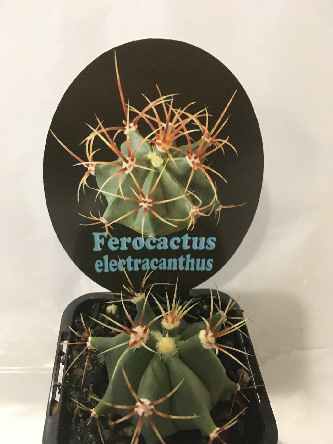 Ferocactus electracanthus in 7cm pot