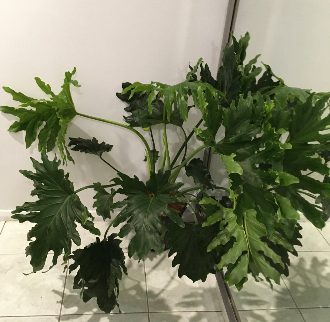 Philodendron lickety split in 25cm pot