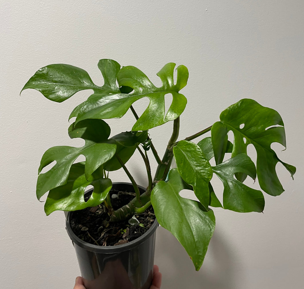 Raphidophora tetrasperma in 14cm pot