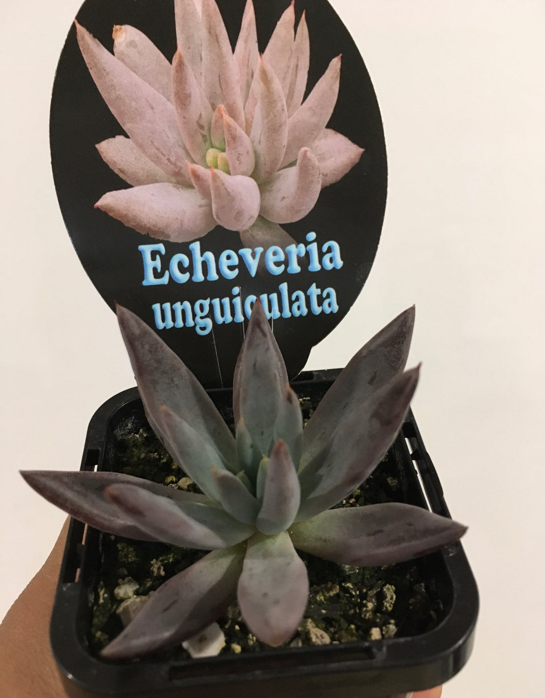 Echeveria unguiculata in 7cm pot
