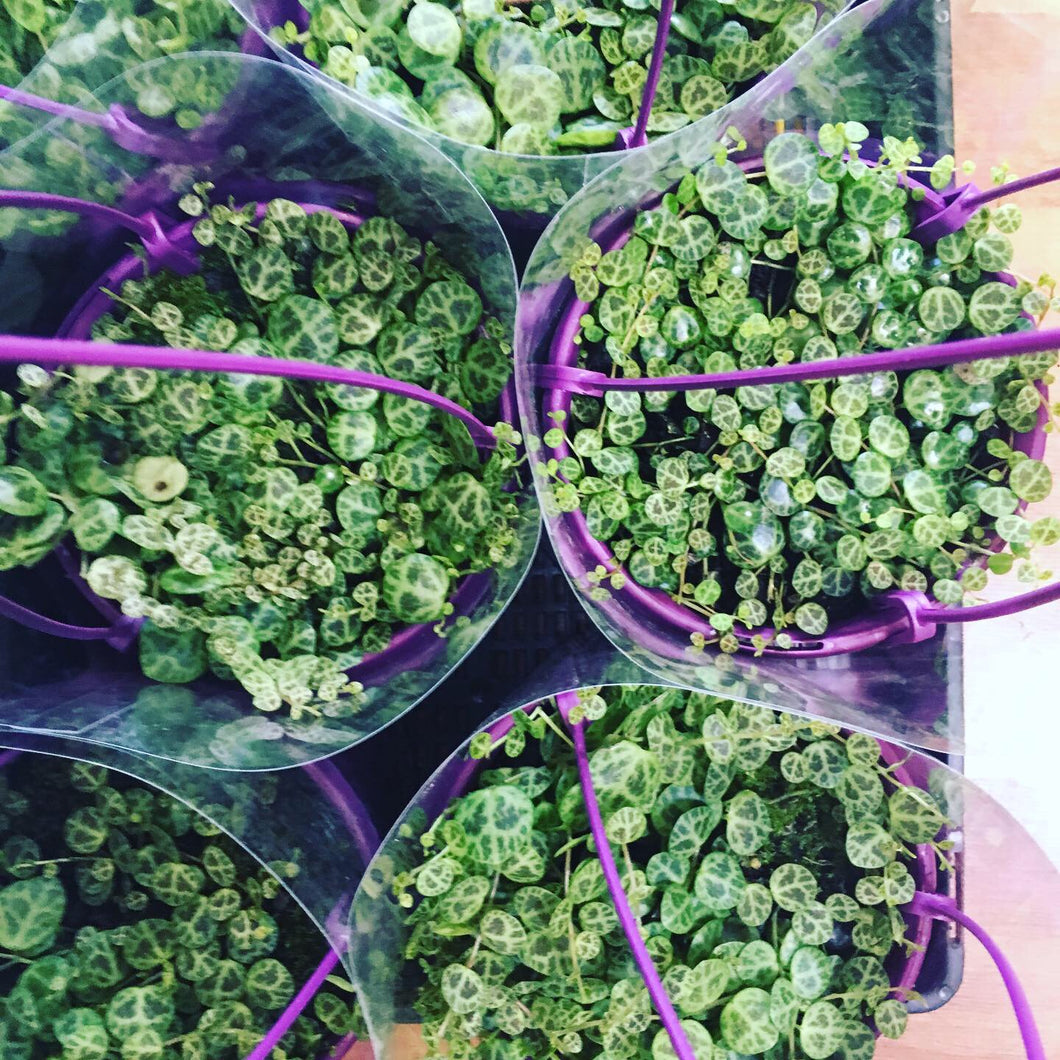 String of Turtles in 13cm pot