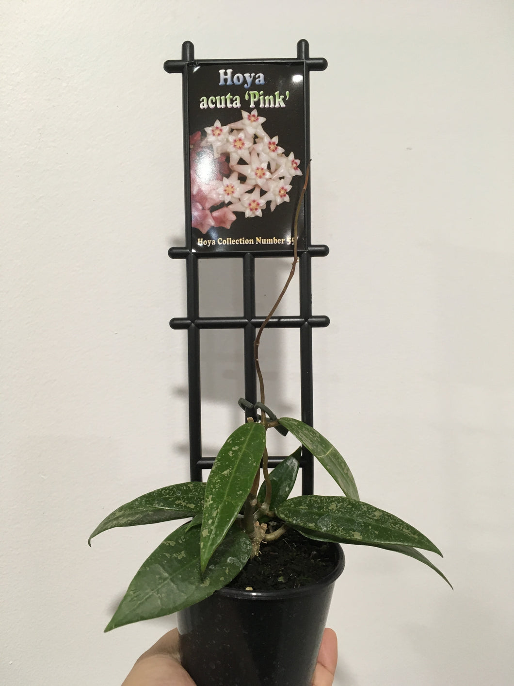 Hoya acuta pink in 8cm pot