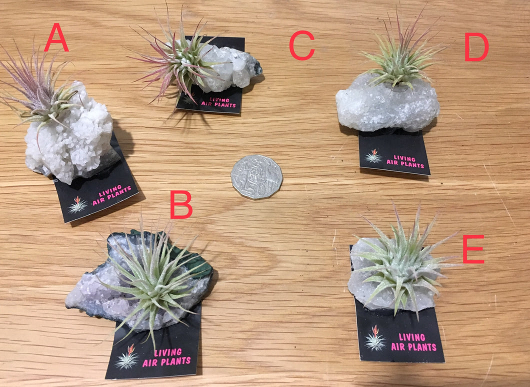 Air plant on gemstone - size small