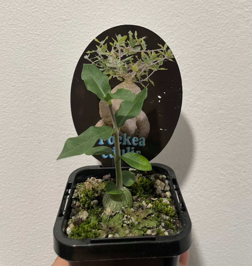 Fockea edulis in 7cm pot