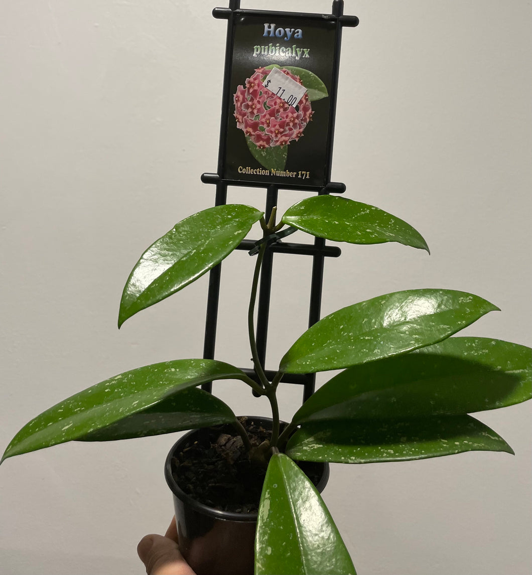 Hoya pubicalyx in 8cm pot
