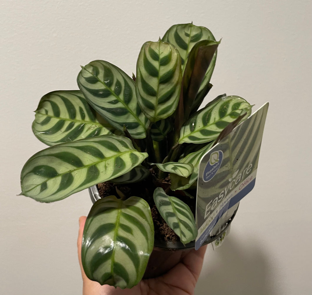 Ctenanthe Burle marxii in 13cm pot