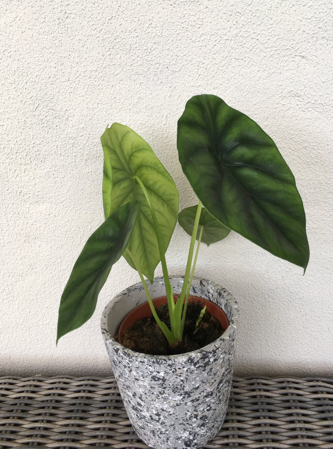 Alocasia Green Shield in 12cm nursery pot