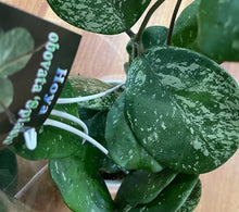 Load image into Gallery viewer, Hoya obovata splash in 13cm pot
