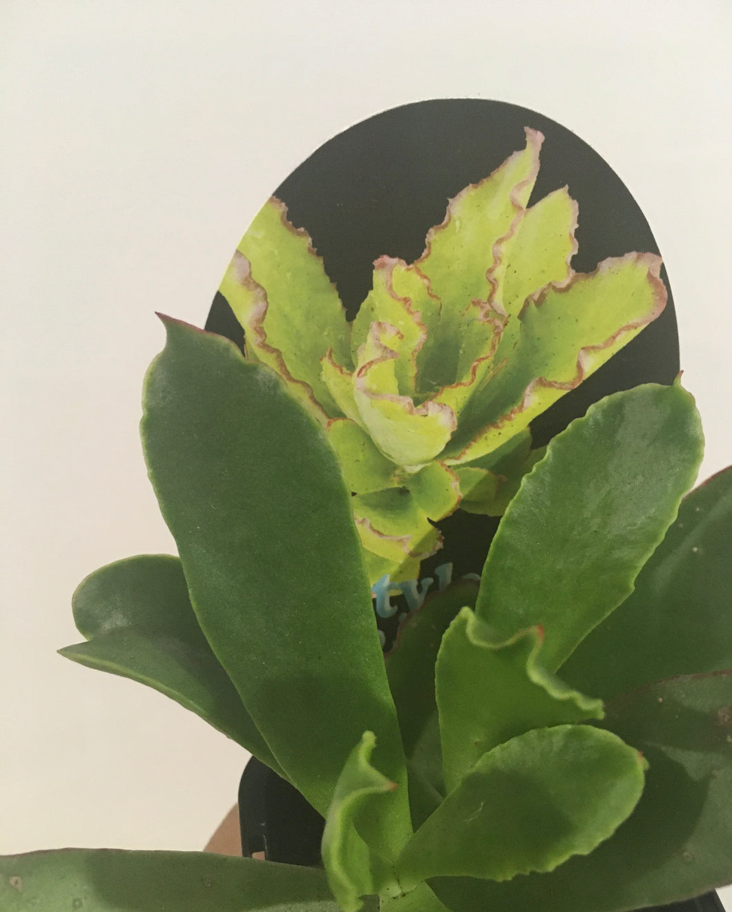 Cotyledon ruffles in 7cm pot