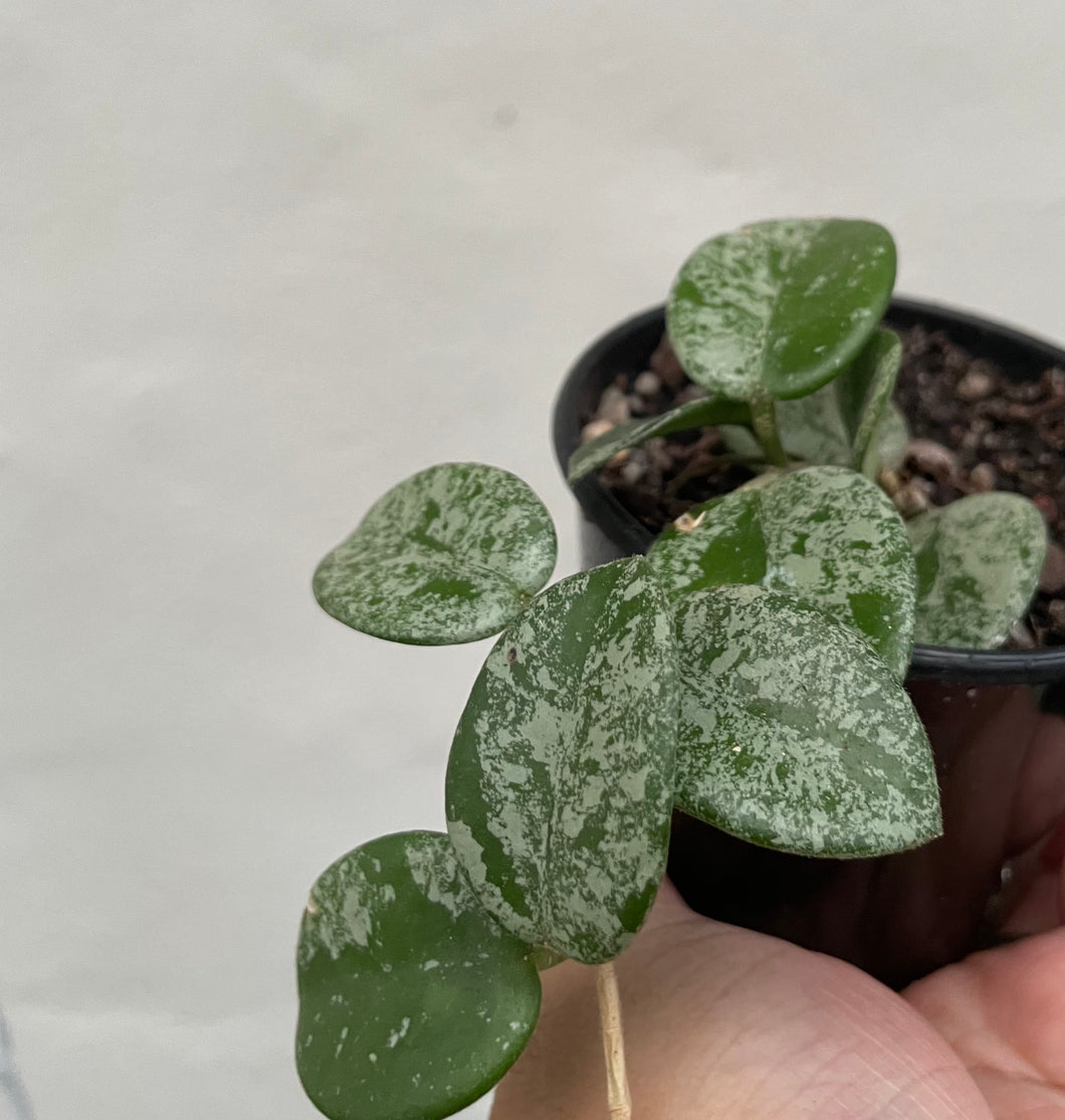 Hoya mathilde spash in 8cm pot