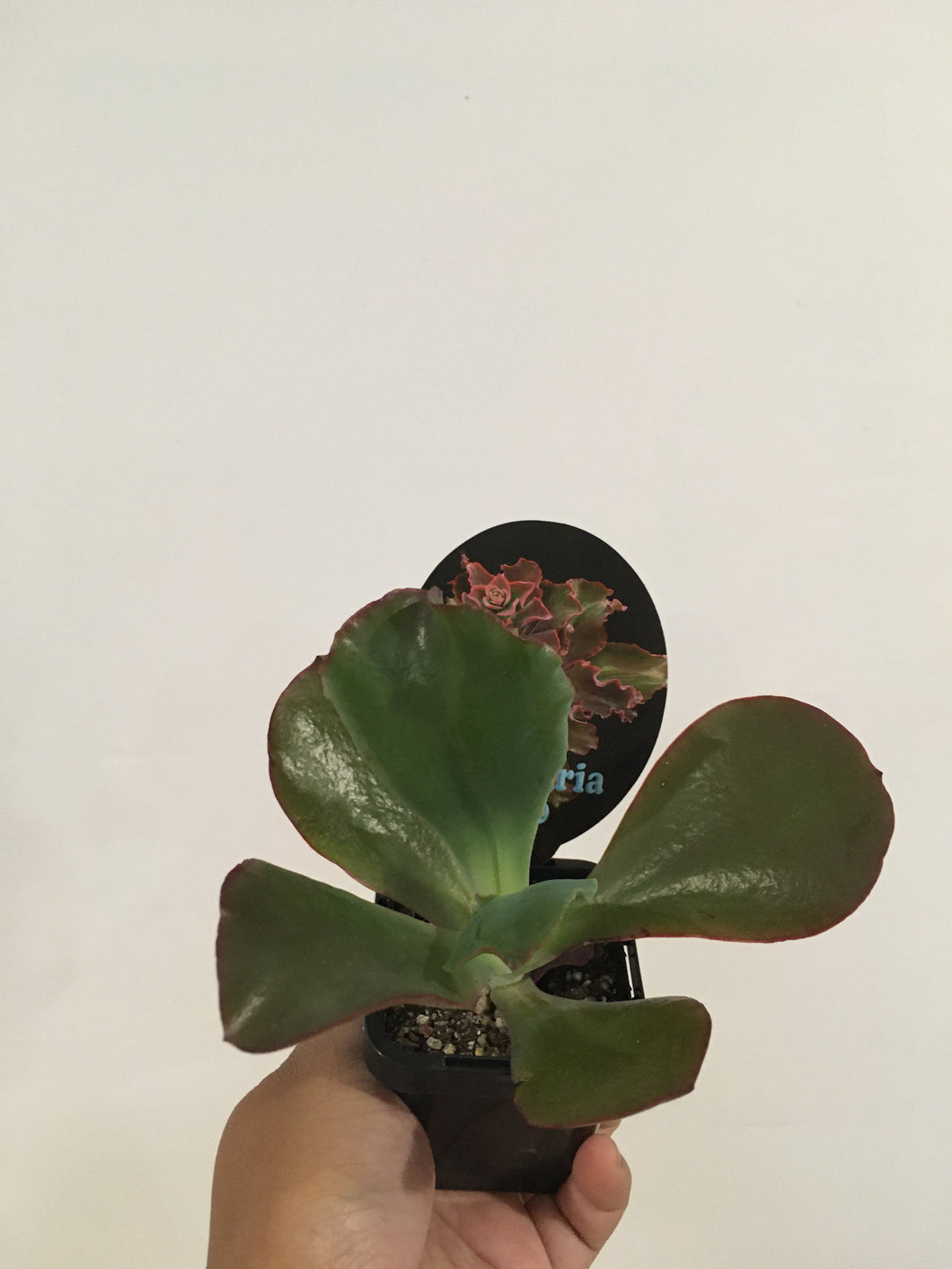 Echeveria Zorro in 7cm pot