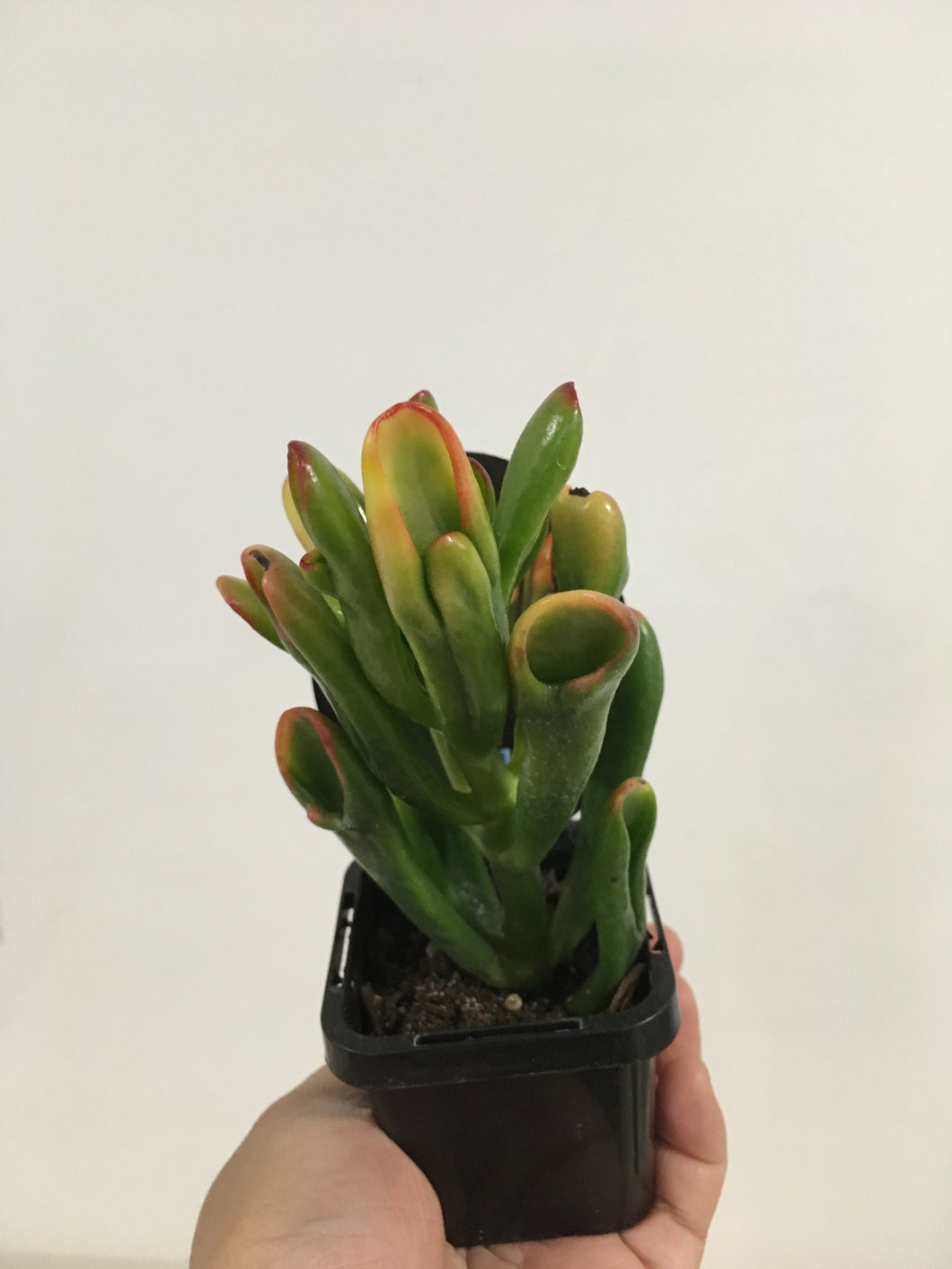 Crassula Red Coral in 7cm pot