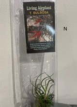 Load image into Gallery viewer, Air Plants
