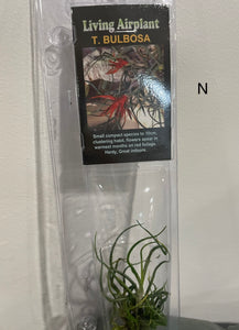 Air Plants