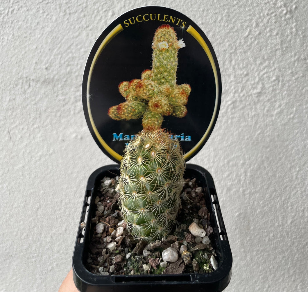 Mammillaria Elongata in 7cm pot