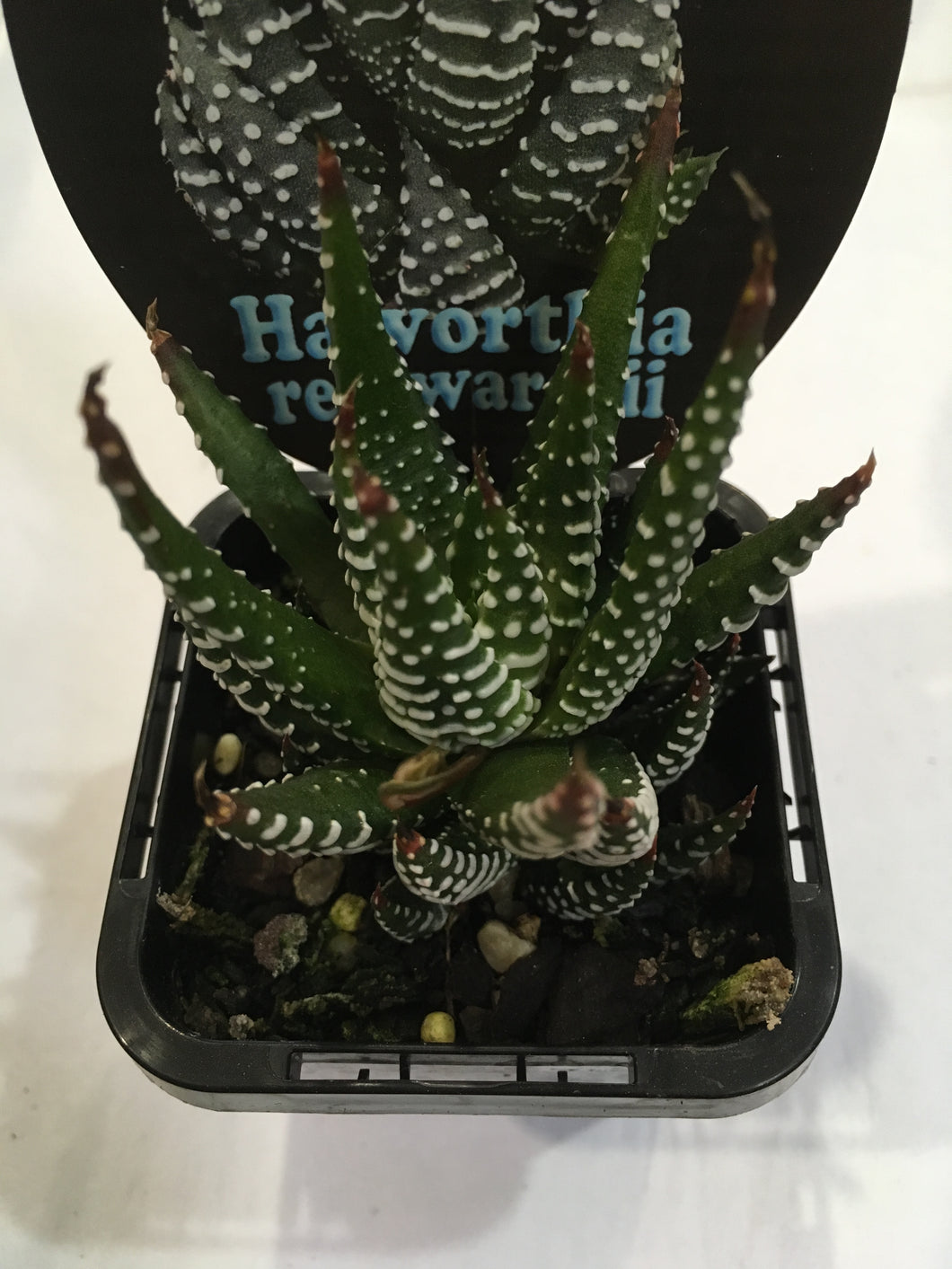 Haworthia reinwardtii in 7cm pot