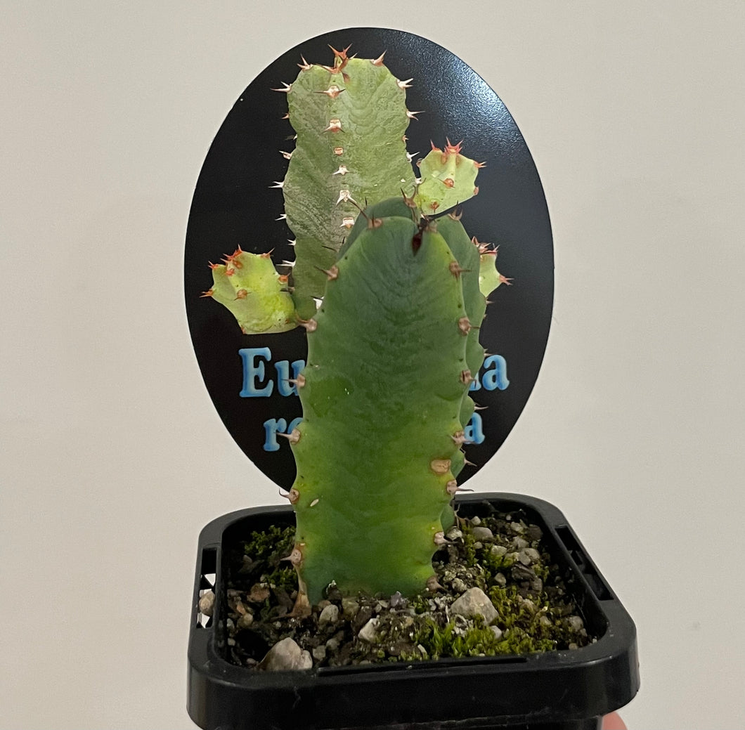 Euphorbia resinifera in 7cm pot