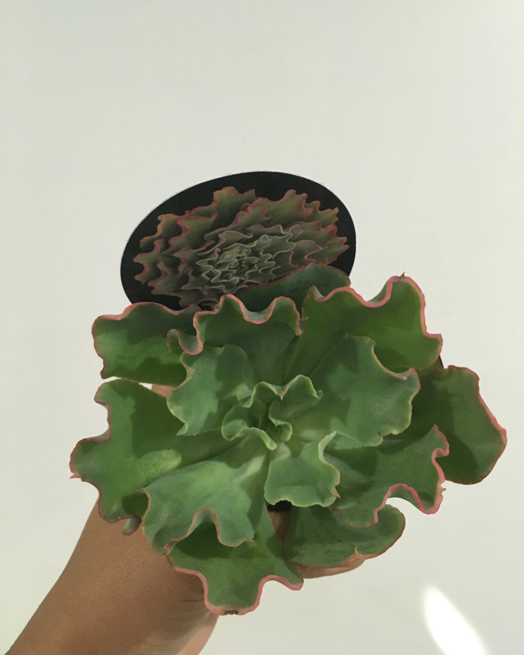 Echeveria Curly Locks in 8cm pot