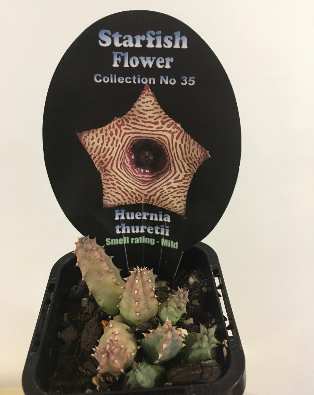 Starfish flower - Huernia thuretii in 7cm pot