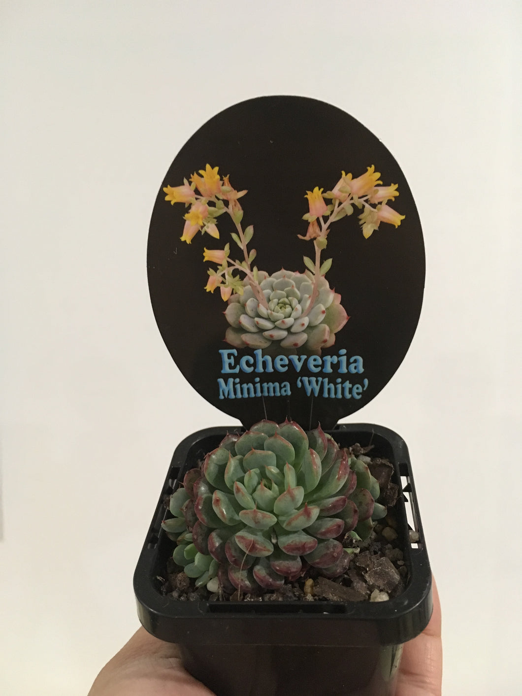 Echeveria Minima White in 7cm pot