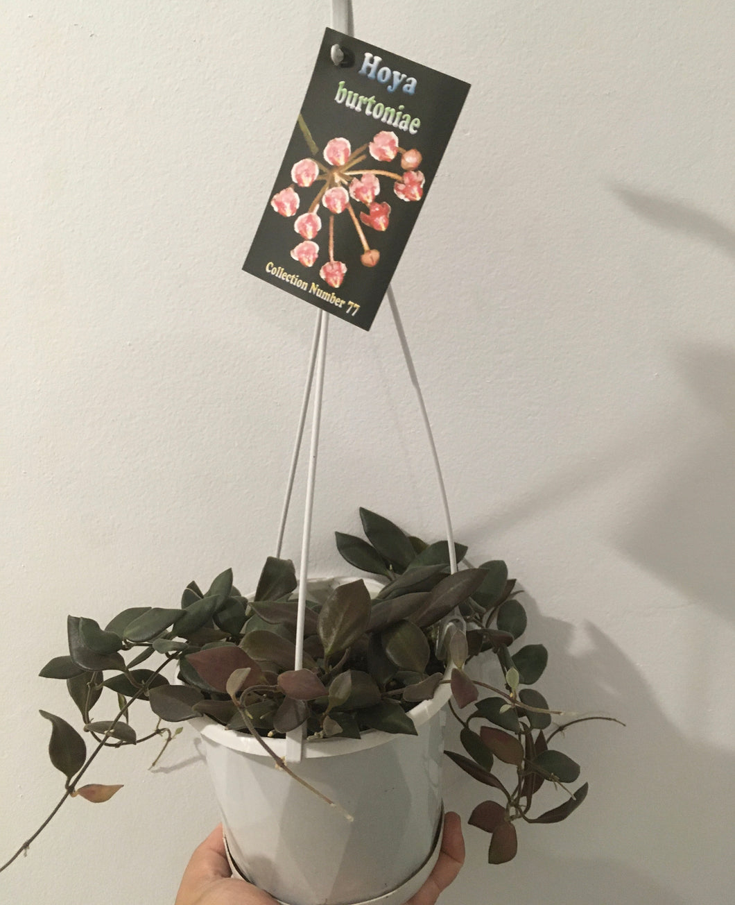 Hoya burtoniae in 13cm pot