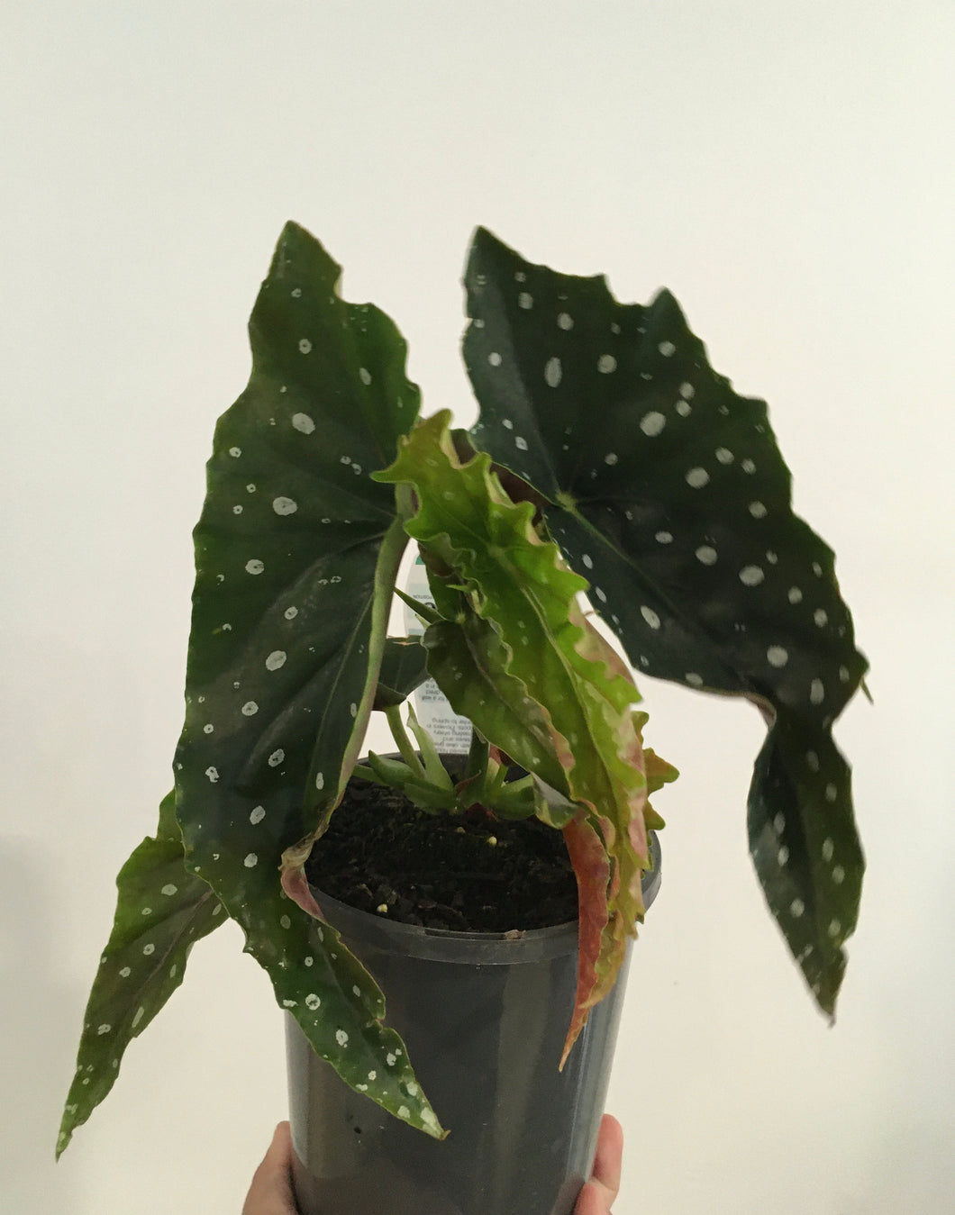 Begonia Maculata in 14cm pot