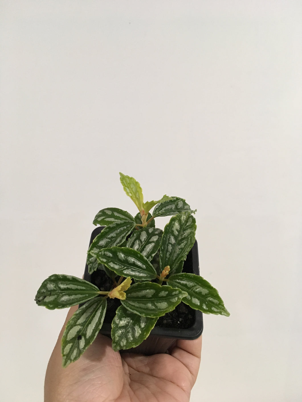 Pilea Cadierei or Aluminium Plant in 7cm pot