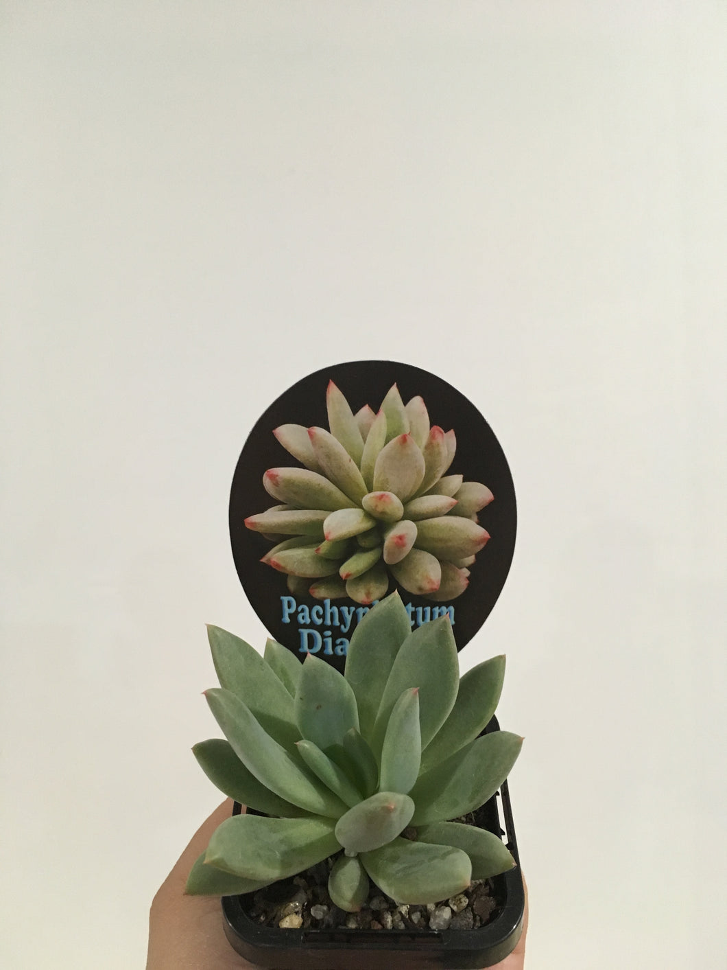 Pachyphytum Diamond in 7cm pot