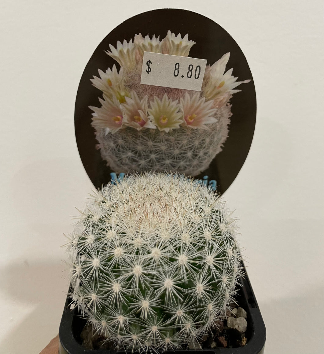 Mammillaria candida in 7cm pot