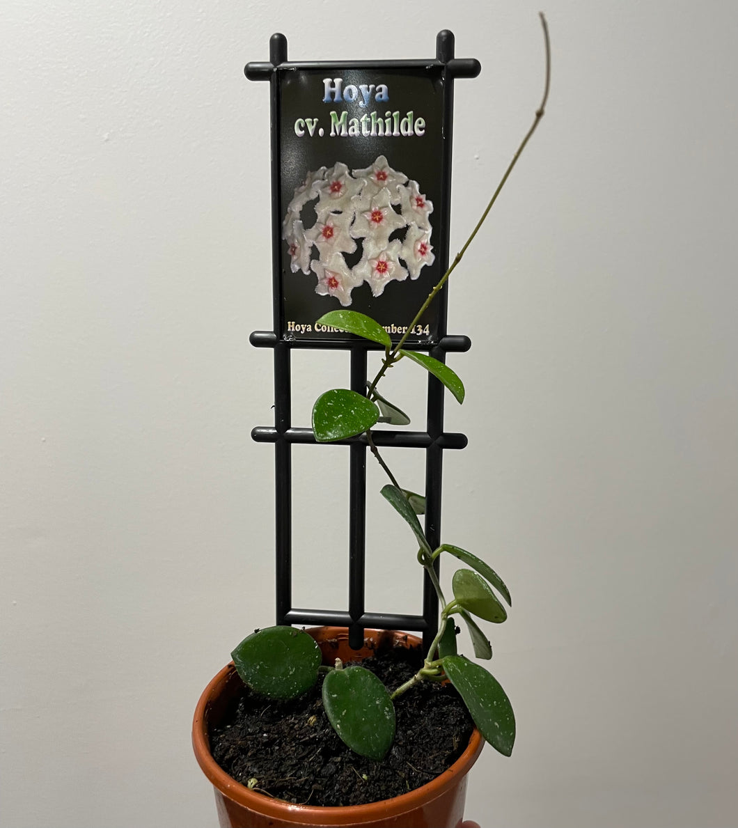 Hoya mathilde in 10cm pot