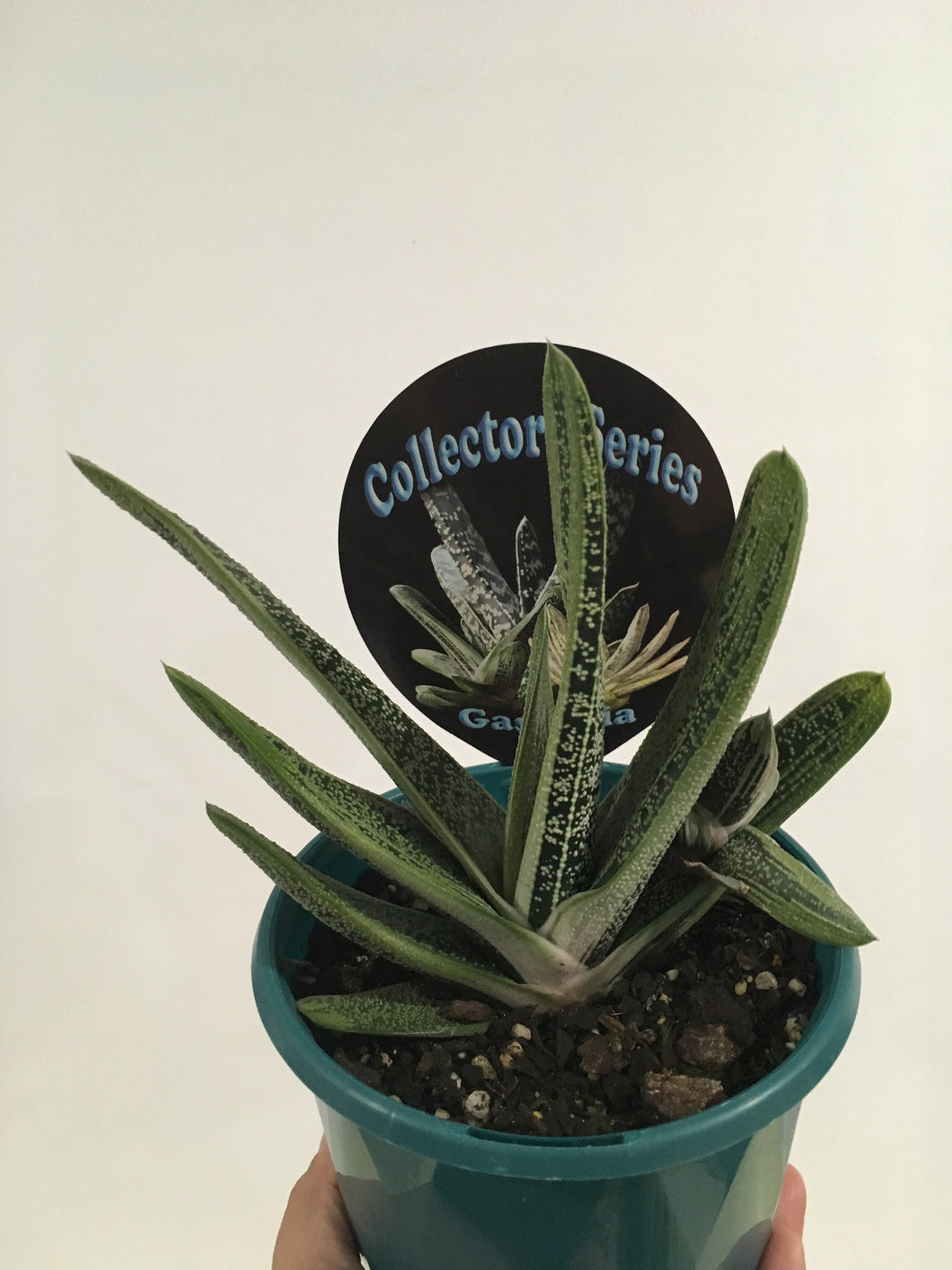 Gasteria in 13cm pot