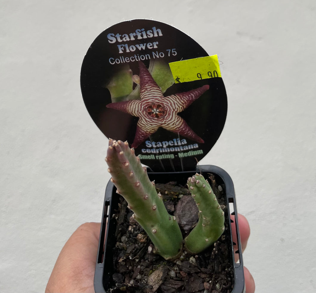 Starfish plant - Stapelia cedrimontana in 7cm pot