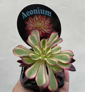 Aeonium mardi gras in 7cm pot