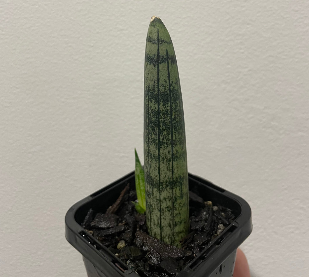 Sansevieria cylindrica in 7cm pot