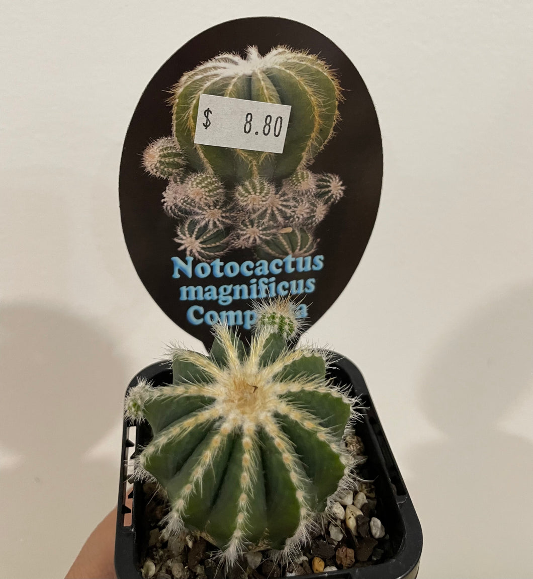 Notocactus magnificus compacta in 7cm pot