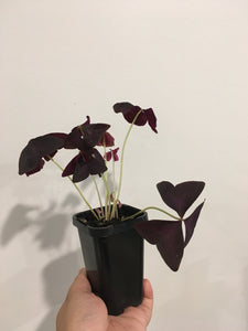Oxalis Triangularis in 7cm tube pot