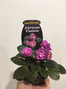 African Violet China Doll Pink in 7cm pot